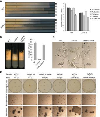 The Zn(II)2Cys6-Type Transcription Factor ADA-6 Regulates Conidiation, Sexual Development, and Oxidative Stress Response in Neurospora crassa